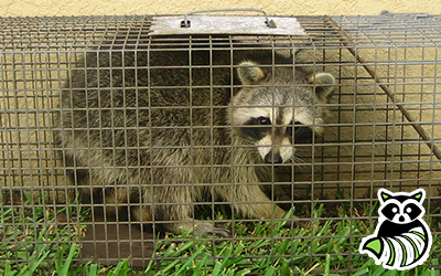 Hancock County trapping
